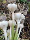 Garlic: Grow It, Love It