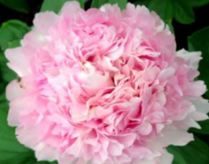 Single Peony
